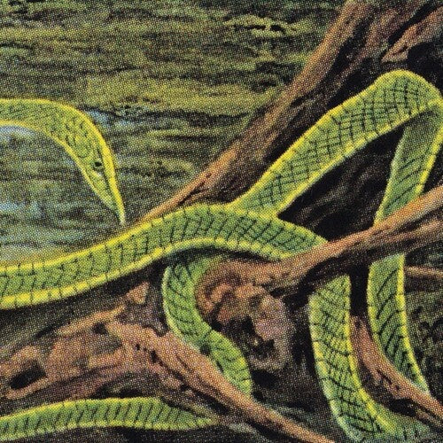 Rainforest Spiritual Enslavement - Green Graves (Vinyl) { vinyl }