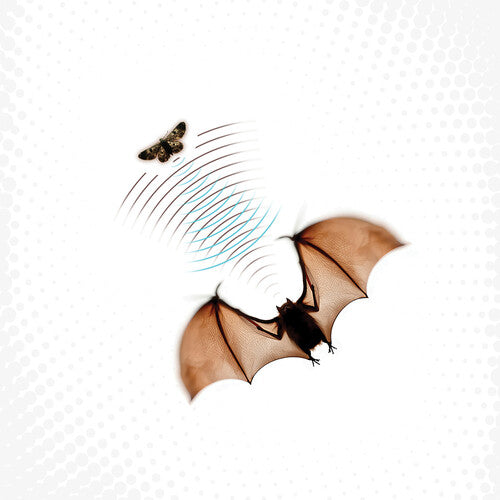 Batsauce - Echolocation - Gray (Vinyl) { vinyl }