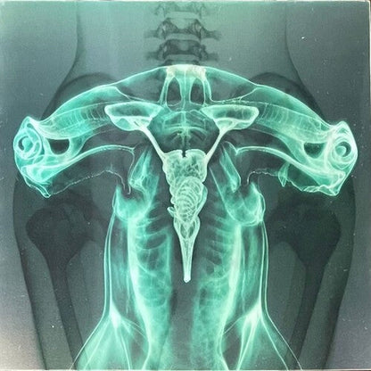 Eartheater - Shark Brain / Dolphin - Glow in the Dark (Vinyl) { vinyl }