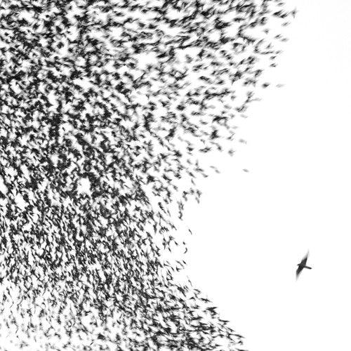 Wilco- Sky Blue Sky { vinyl }